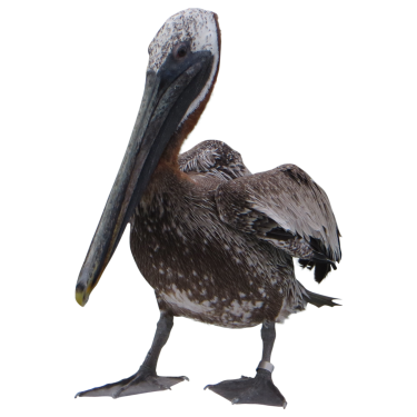 File png pelicano