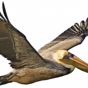 Pelican PNG Image