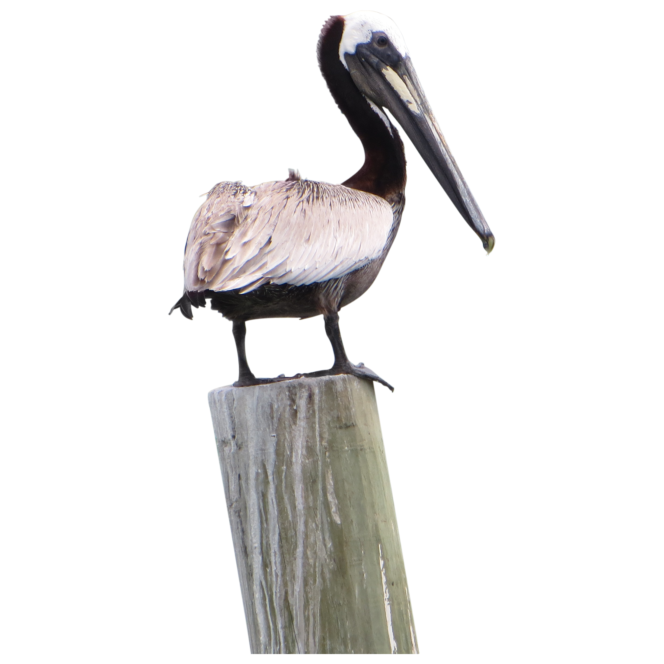 Pelican PNG Pic