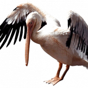Pelikan şeffaf