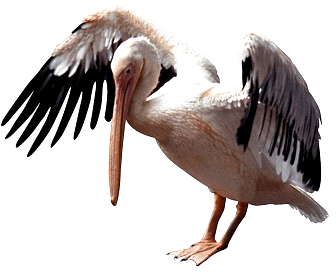 Pelican โปร่งใส