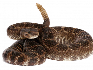 Rattlesnake Gratis Unduh PNG