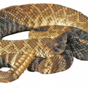 Serpiente de cascabel png