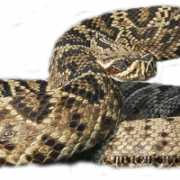 Imagen PNG de serpiente de cascabel