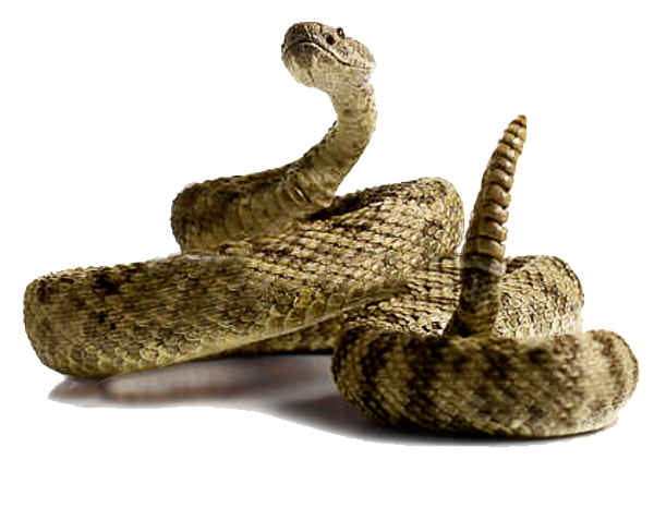 Rattlesnake PNG Picture