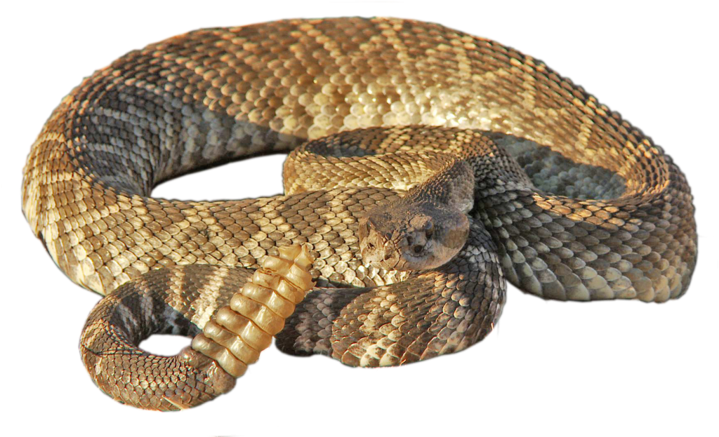Serpiente de cascabel png
