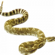 Serpiente de cascabel transparente