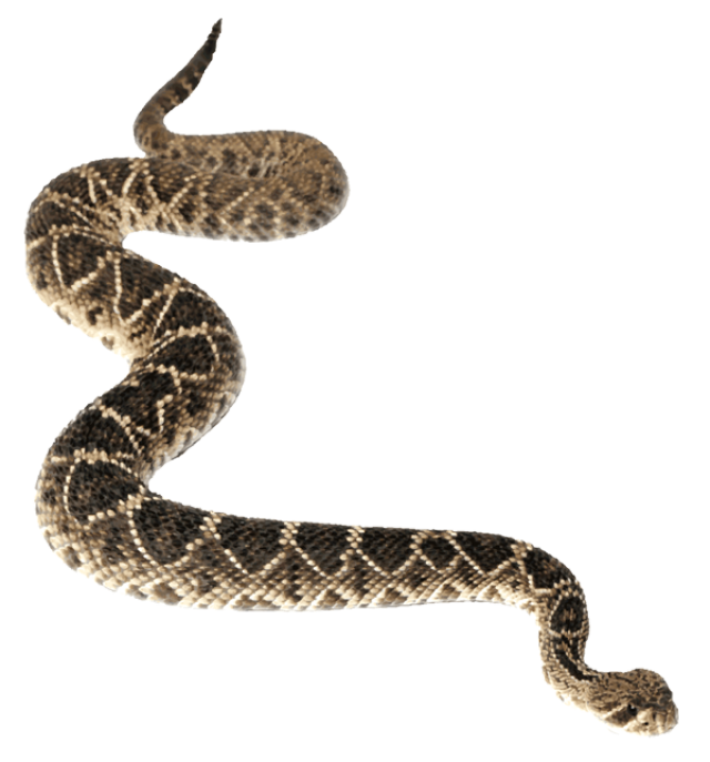 Serpiente de cascabel