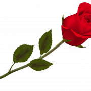 Roze png pic