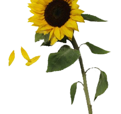 Sunflowers Download gratuito PNG