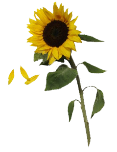 Sunflowers Free Download PNG
