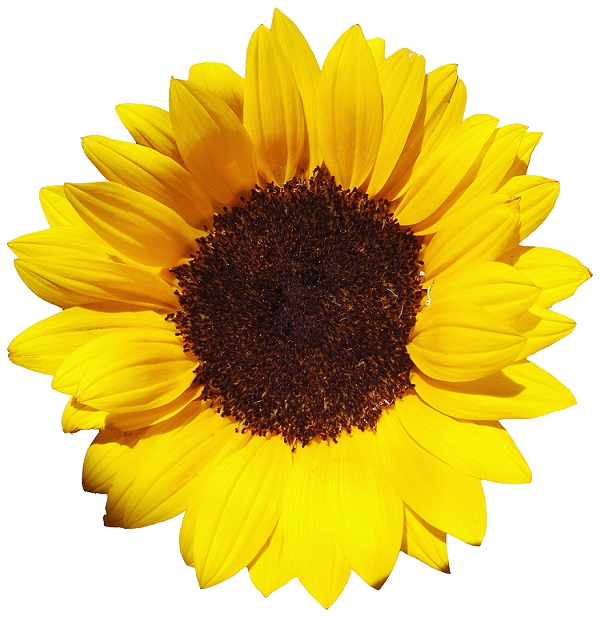 Zonnebloemen gratis PNG -afbeelding