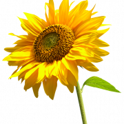 Sunflowers High-Quality PNG