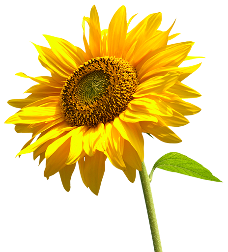 Sunflowers High-Quality PNG