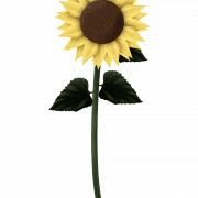 Sunflowers PNG Clipart