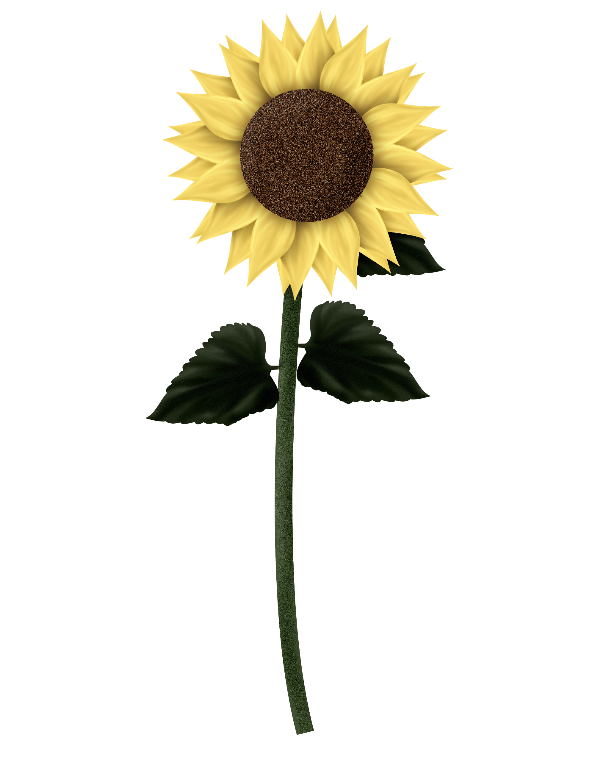 Sunflowers PNG Clipart