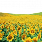 Sunflowers PNG File