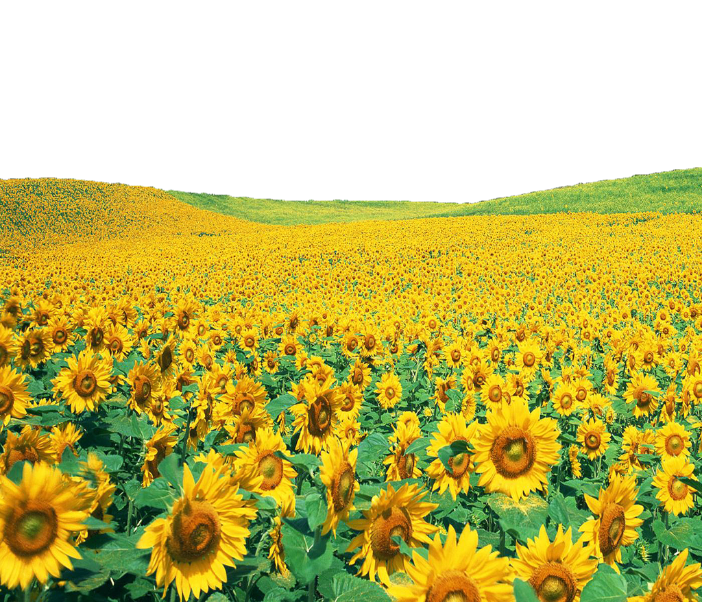 Sunflowers PNG File