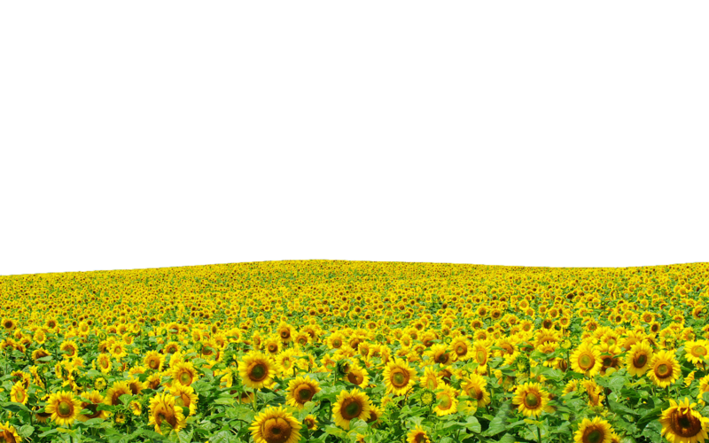 Sunflowers PNG HD