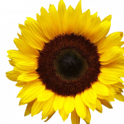 Sunflowers PNG Image