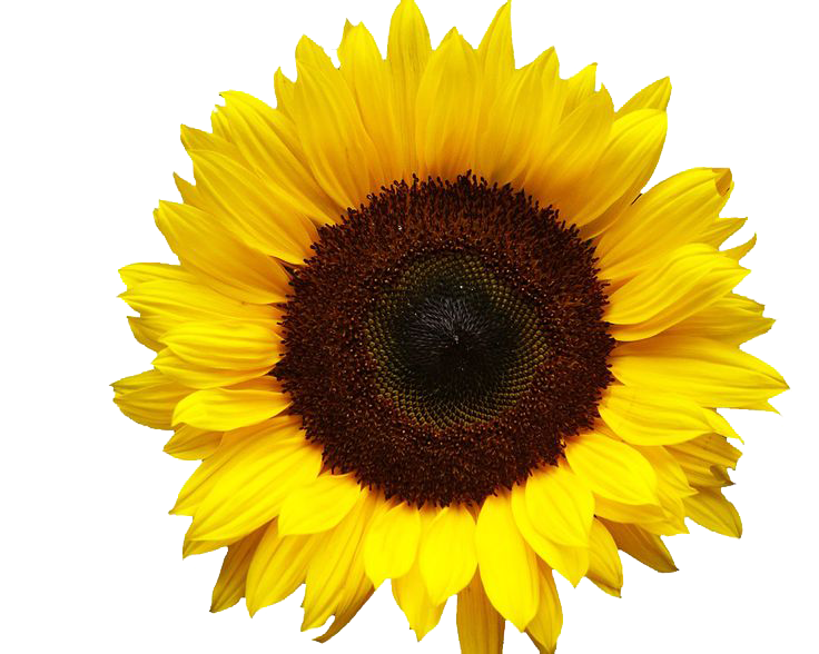 Sunflowers PNG Immagine