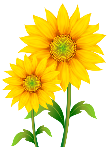 Sunflowers PNG Pic