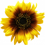 Sunflowers PNG Picture