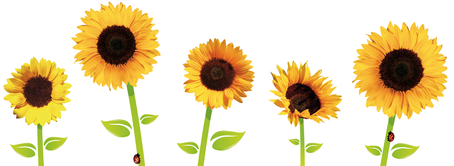 Sunflowers Transparent