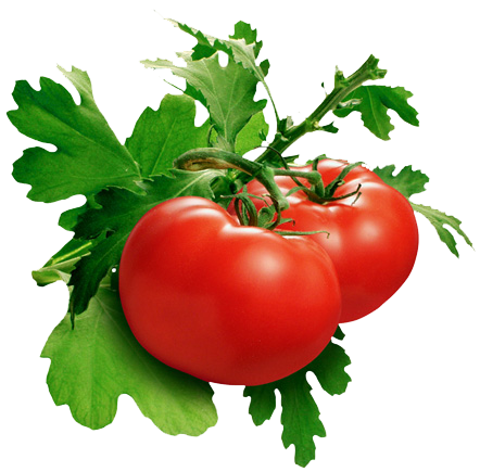 Tomato PNG Pic