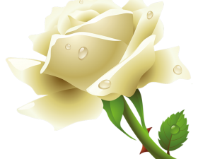 Изображение белой розы PNG