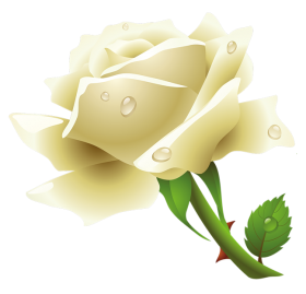 Изображение белой розы PNG