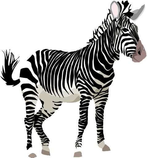 Zebra PNG Clipart