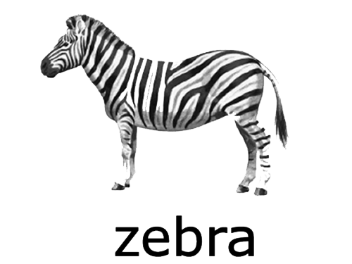Zebra trasparente