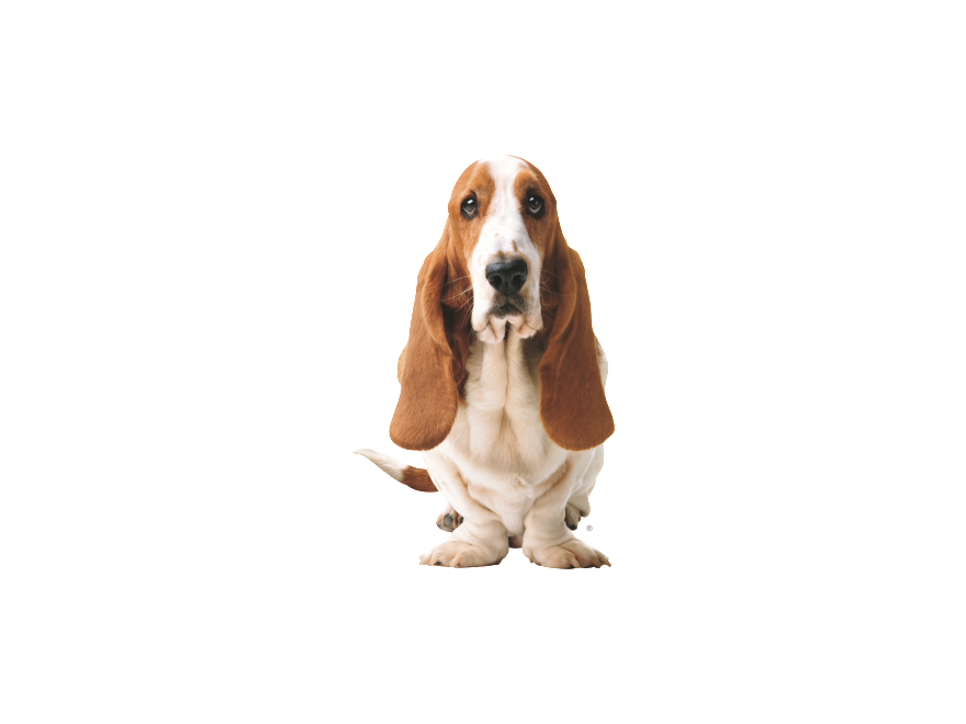 Basset hound png larawan