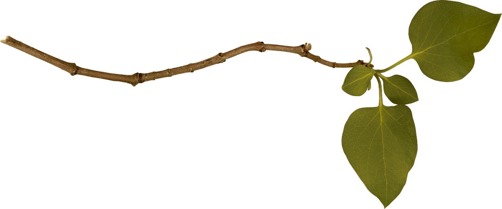 Branch PNG Image