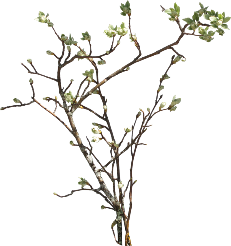 Branch PNG Picture