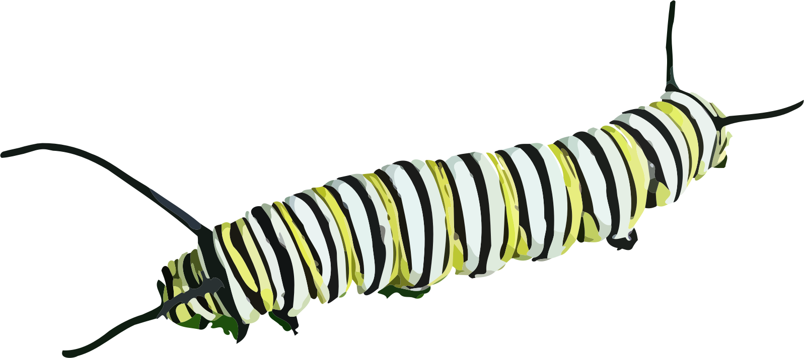 Caterpillar PNG File