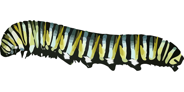 Caterpillar PNG Picture