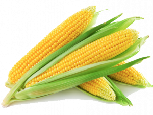 Corn Free Download PNG