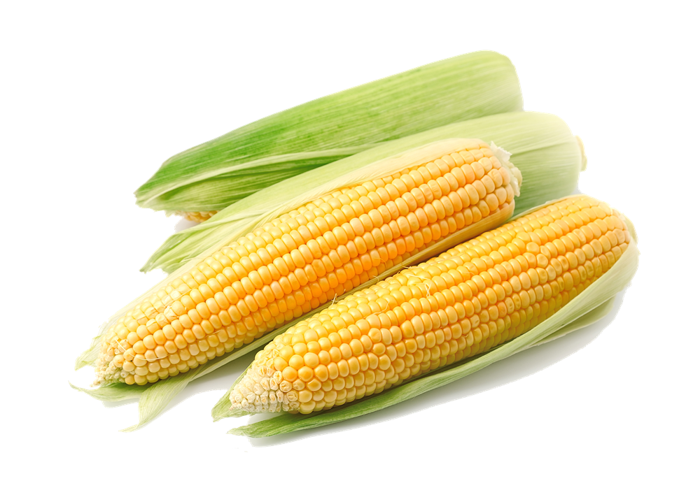 Corn PNG File