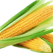Corn PNG HD
