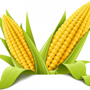 Corn PNG Picture