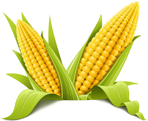 Corn PNG Picture