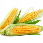 Corn Transparent