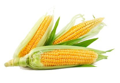 Corn Transparent