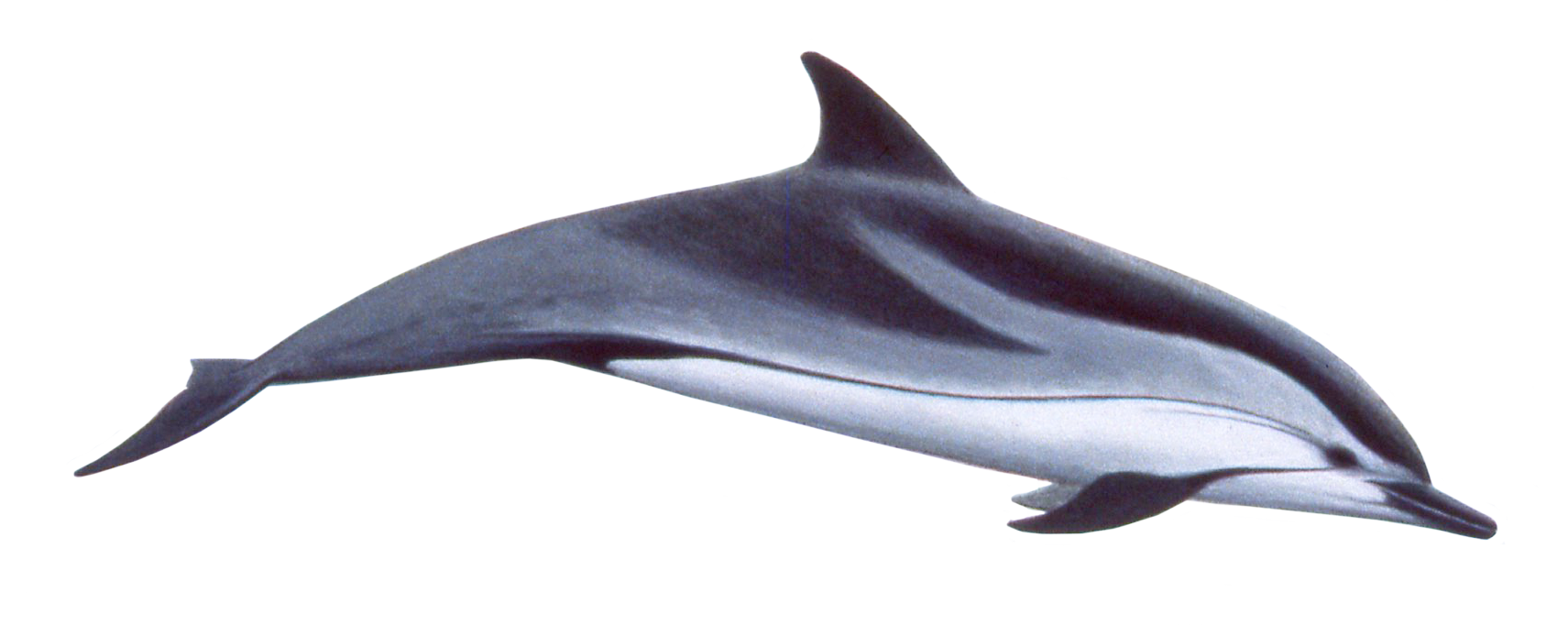 Dolphin Download PNG