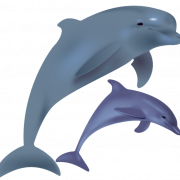 Dolfijnvrije PNG -afbeelding