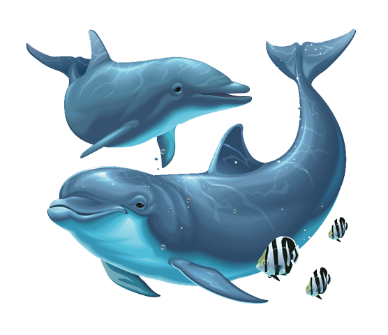 Dolphin PNG File