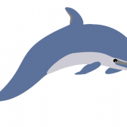 Dolphin PNG Picture