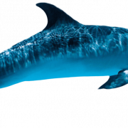 Dolphin Transparent
